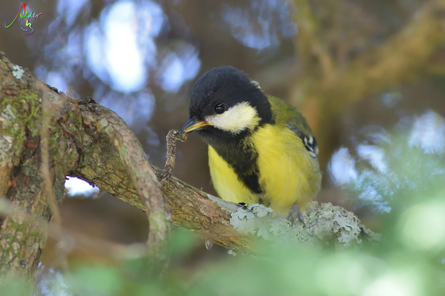Green-backed_Tit_7632