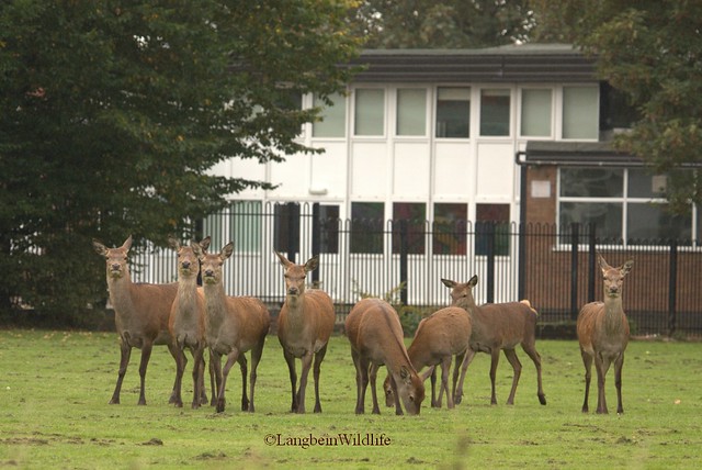 Peri-urban red deer by School