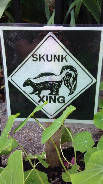 Skunk Xing