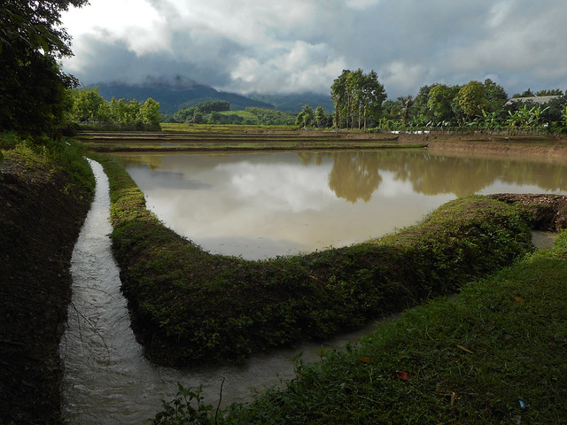 Flooded paddy in Ban Muang