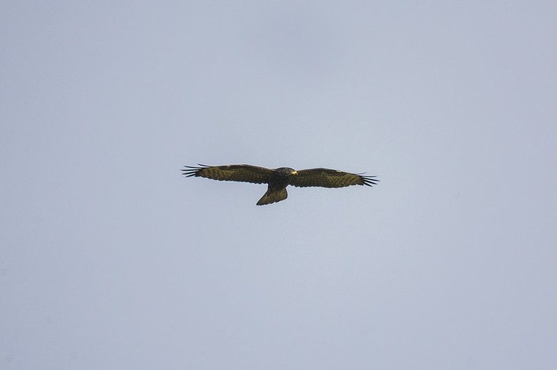 Honey Buzzard, Pegsdon Hills, 3rd Sept 2016