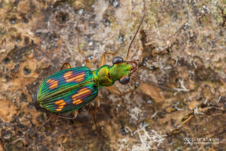 Ground beetle (Pericalus sp.) - DSC_9765