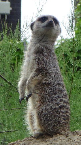 London Zoo July 16 meerkats (3)