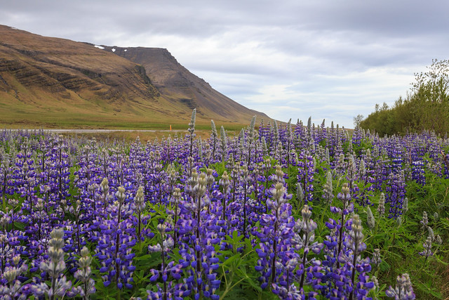 Snæfellsnes Peninsula - Iceland