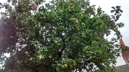 apples Sept 16 2