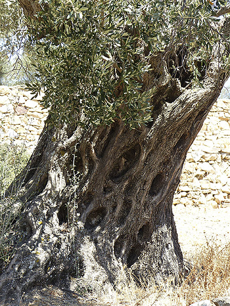 vieil olivier