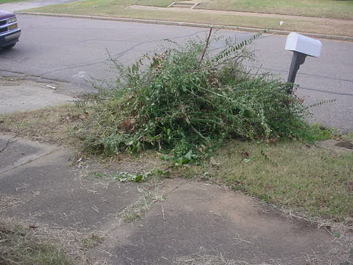 brushpile 1