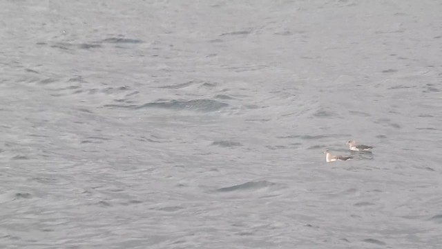 Cory's Shearwaters on water and then taking off