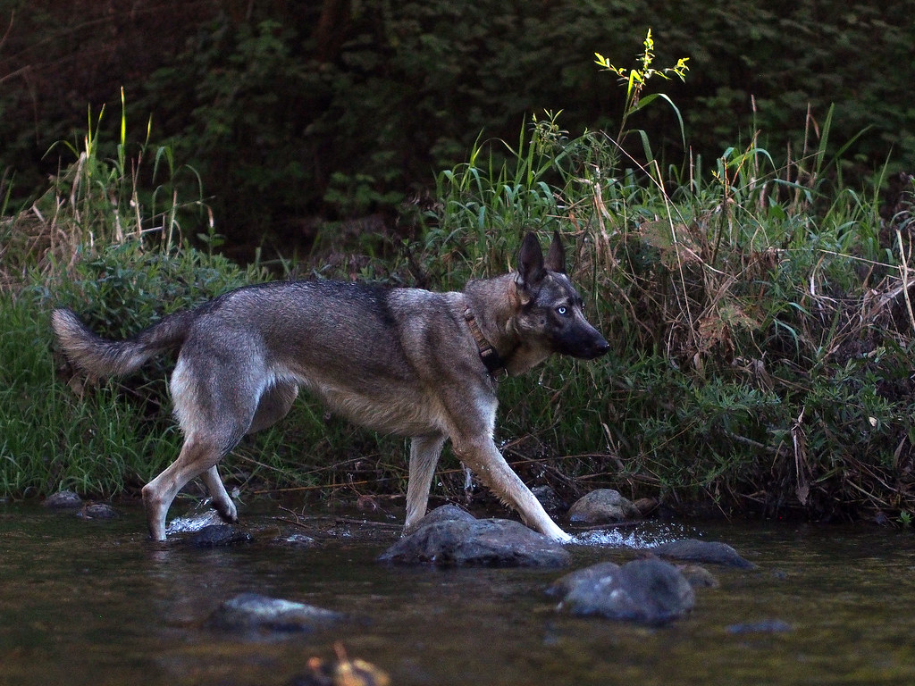 Photographie d'animaux - conseils pour devenir un pro ! - Page 40 30159962621_5a098cce5d_b