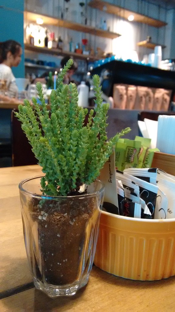 Tiny plant on the communal table at Jimmy Monkey cafe