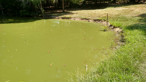 Pond turnover pic