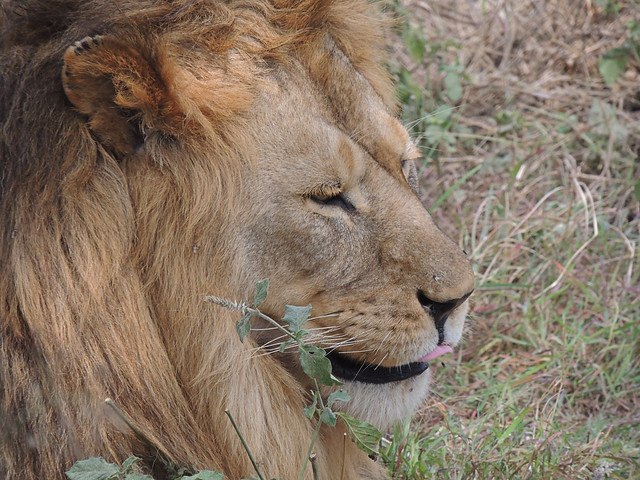 Tanzania Safari, Lions