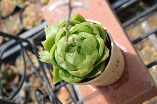 DSC_2948 Haworthia cymbiformis var. ramosa ハオルチア ラモサ