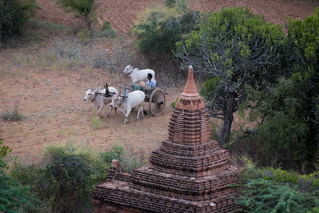 The Ox Cart - Bagan - Myanmar