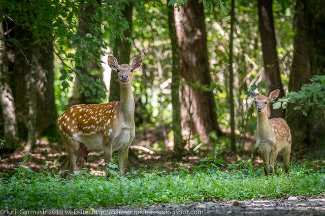 Wounded deer family