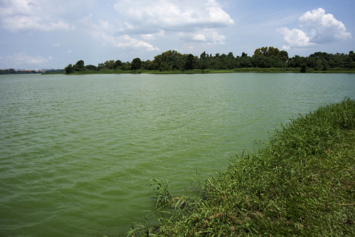 Green algal bloom in Kranji Reservoir, 10 Aug 2016