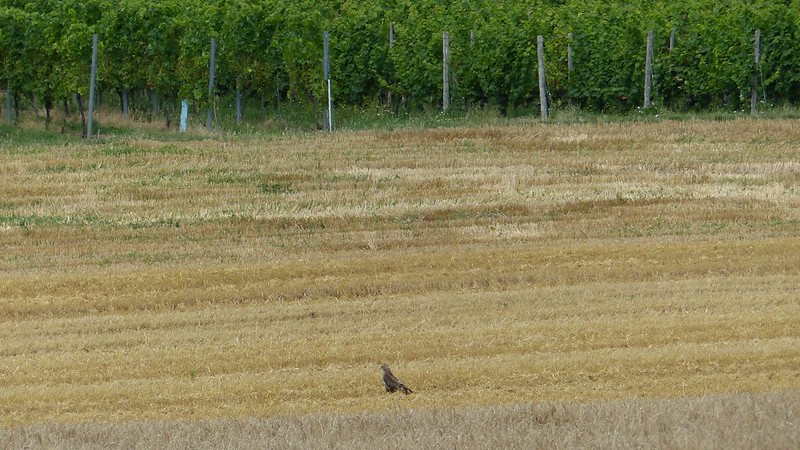 Greifvogel im Feld bei Gau-Odernheim
