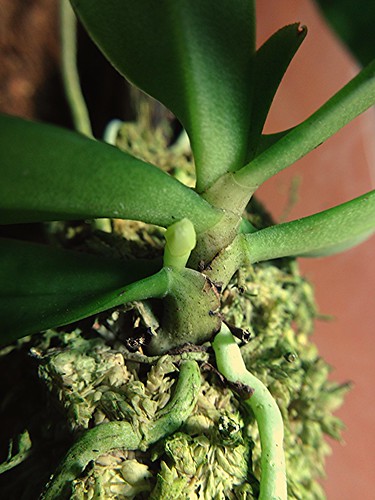 Gastrochilus somai, new spike