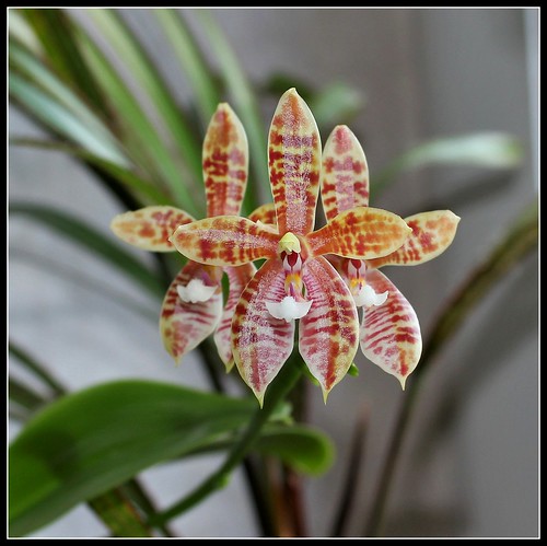 Phalaenopsis Meen Estrella (tetraspis x cornu-cervi f. chattaladae) 27966640373_015132a6b8